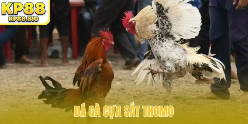 da ga cua sat thomo bia