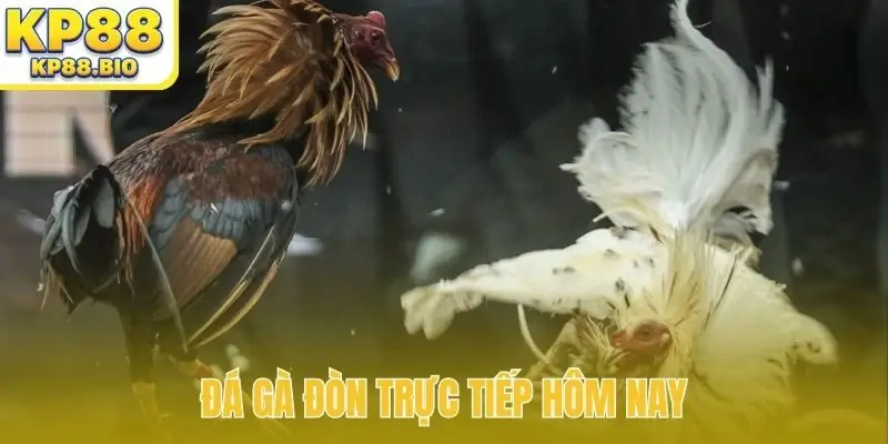 da ga don truc tiep hom nay bia