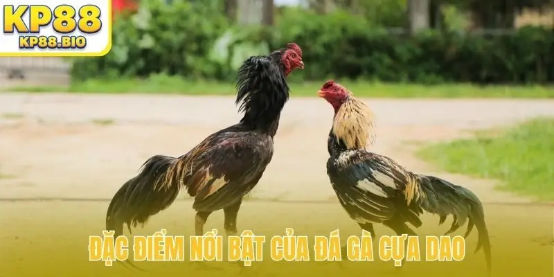 Đặc điểm nổi bật của đá gà cựa dao