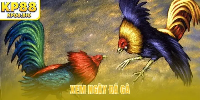 xem ngay da ga bia